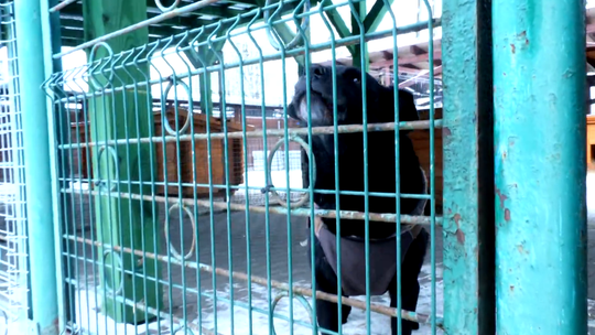 Radni zajmą się programem opieki nad zwierzętami. Ponad 1,5 mln zł na działania w 2026 roku