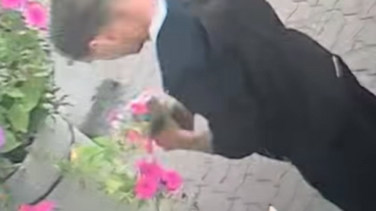 Rośliny nie są na wynos. Monitoring uchwycił miejskiego „szkodnika”