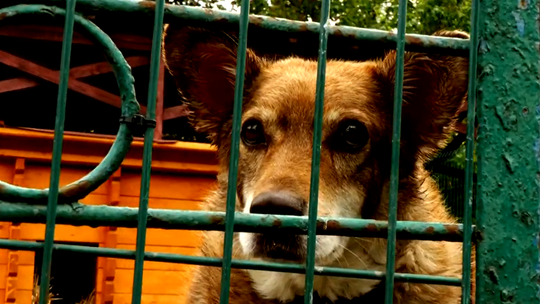 Schronisko apeluje o pomoc. Zima to najtrudniejszy czas Schronisko apeluje o pomoc. Zima to najtrudniejszy czas