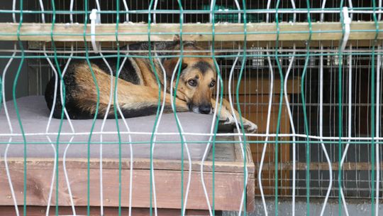 Schronisko Azorki w Gorzowie wydało ważny komunikat dla mieszkańców