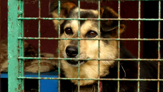 Schronisko "Azyl" prosi o wsparcie w ważnym konkursie Schronisko "Azyl" prosi o wsparcie w ważnym konkursie