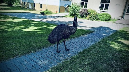 Sensacja. Tego jeszcze nie było. Ptak uciekinier