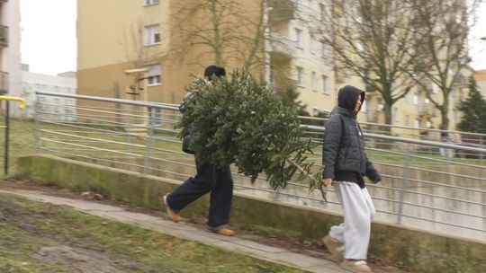 Setki choinek trafiło do alpak dzięki akcji Inneko i mieszkańców