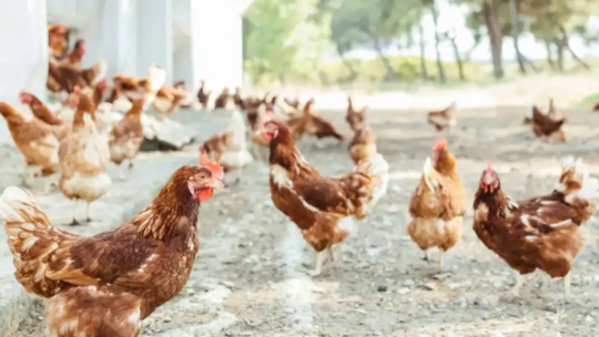 Służby apelują do hodowców drobiu w Lubuskiem. Chodzi o bioasekurację