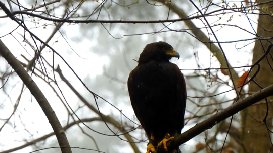 Sokolnik z Lubuskiego opowiada o swojej niezwykłej pasji