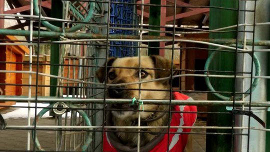 Świąteczna paczka dla schroniaczka