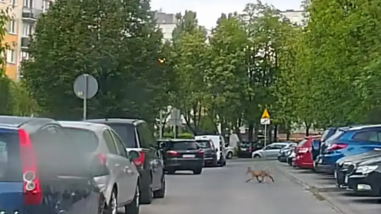 Tajemniczy „gość” na osiedlu. Coraz częstsze wizyty w biały dzień
