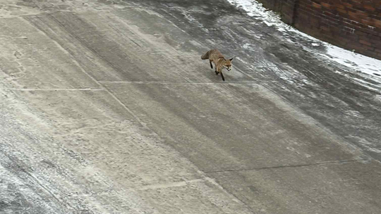 Tajemniczy spacerowicz na gorzowskim osiedlu. Zaskoczył mieszkańców