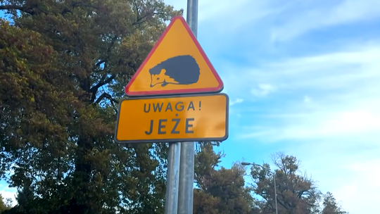Tego na kursie prawa jazdy nie było
