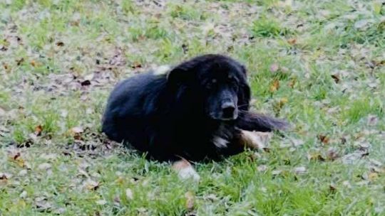 Trwa akcja poszukiwawcza psa w Witnicy. Właściciele proszą o pomoc