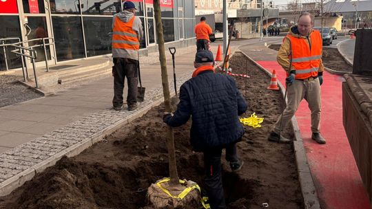 Trwa kolejna miejska akcja. Tym razem chodzi o drzewa i zieleń