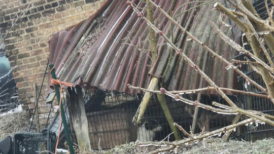 Trzy małe psy przeżyły piekło – teraz potrzebują naszej pomocy!