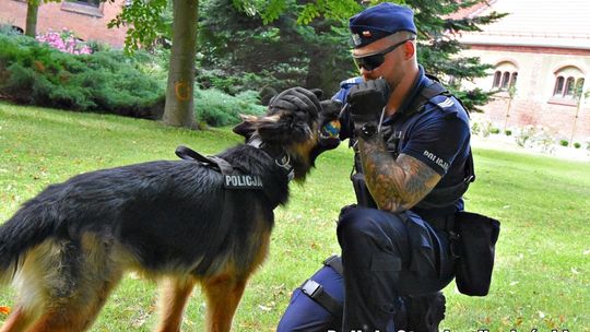 Ukrył narkotyki w spiżarni między słoikami z przetworami. Pomógł policyjny pies