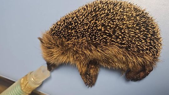 Walczą o życie. Każdy dzień to dramat jeży, które czekają na pomoc Walczą o życie. Każdy dzień to dramat jeży, które czekają na pomoc