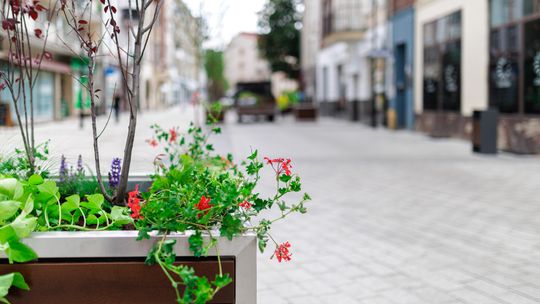 Wełniany Rynek w Gorzowie Wielkopolskim jeszcze bardziej zielony