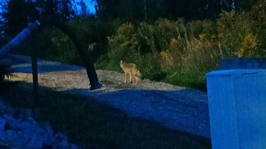 Widziano go w pobliżu domów pod Gorzowem. Są kolejne zgłoszenia