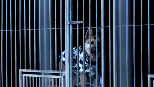 Zabierz psa do domu na czas mrozów