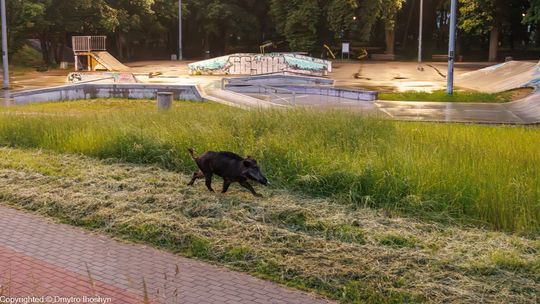 Zaskakujący widok w Parku Kopernika. Mieszkaniec zrobił zdjęcie