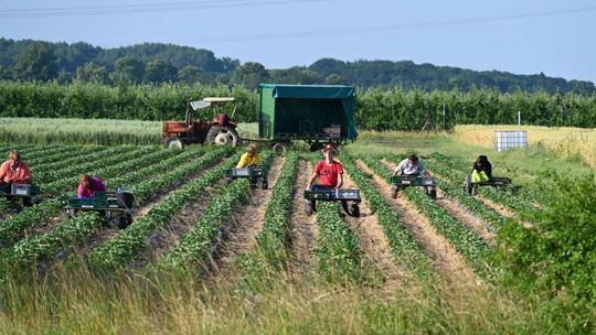 Znowu słychać lament plantatorów. Boją się o zbiór truskawek