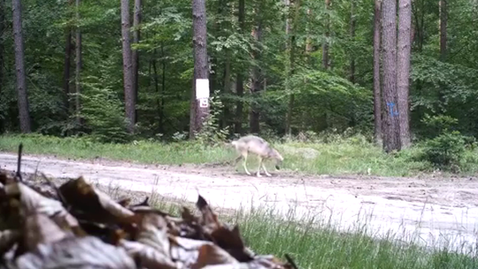 Zwierzęta hodowlane pod ostrzałem – pierwszy atak wilków w okolicy