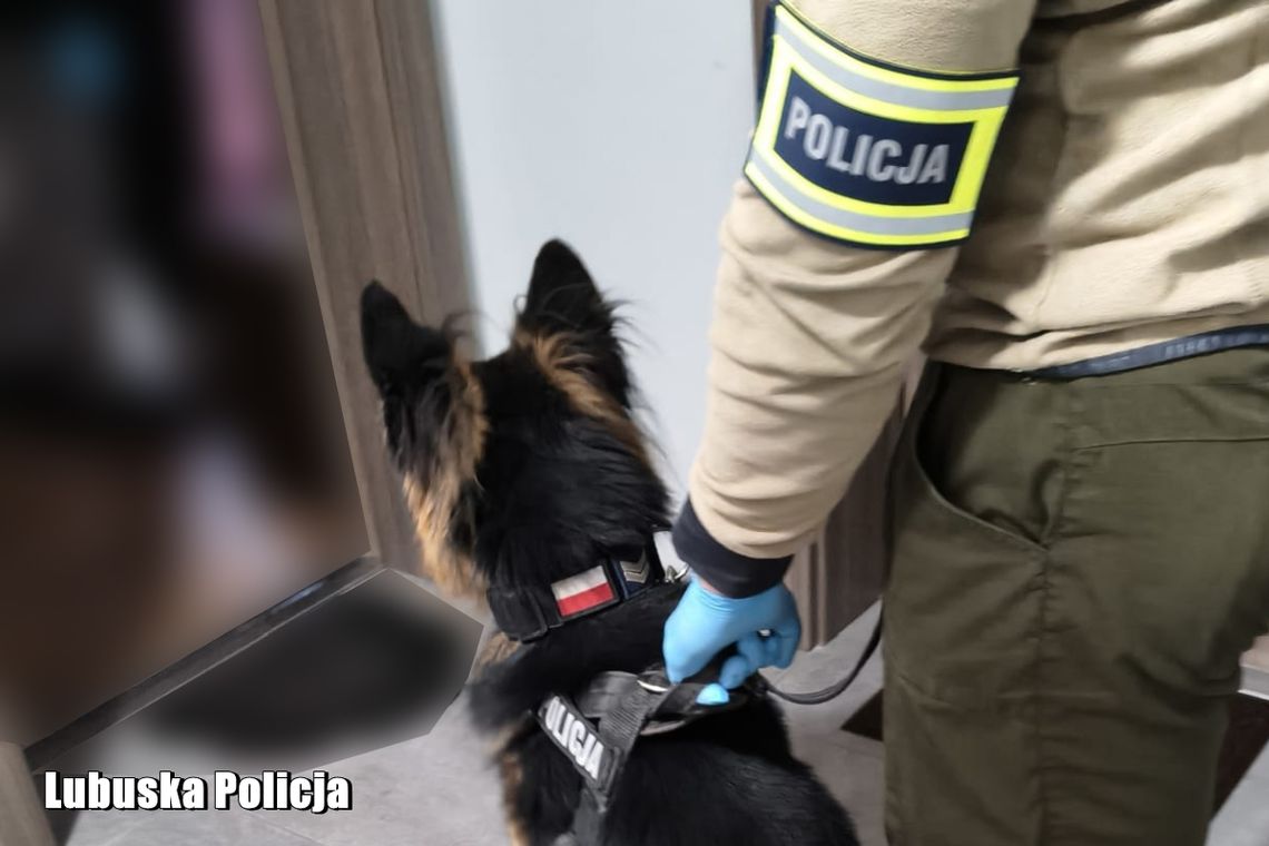 34-latek wpadł w ręce kryminalnych. Teraz grozi mu nawet 10 lat więzienia 34-latek wpadł w ręce kryminalnych. Teraz grozi mu nawet 10 lat więzienia