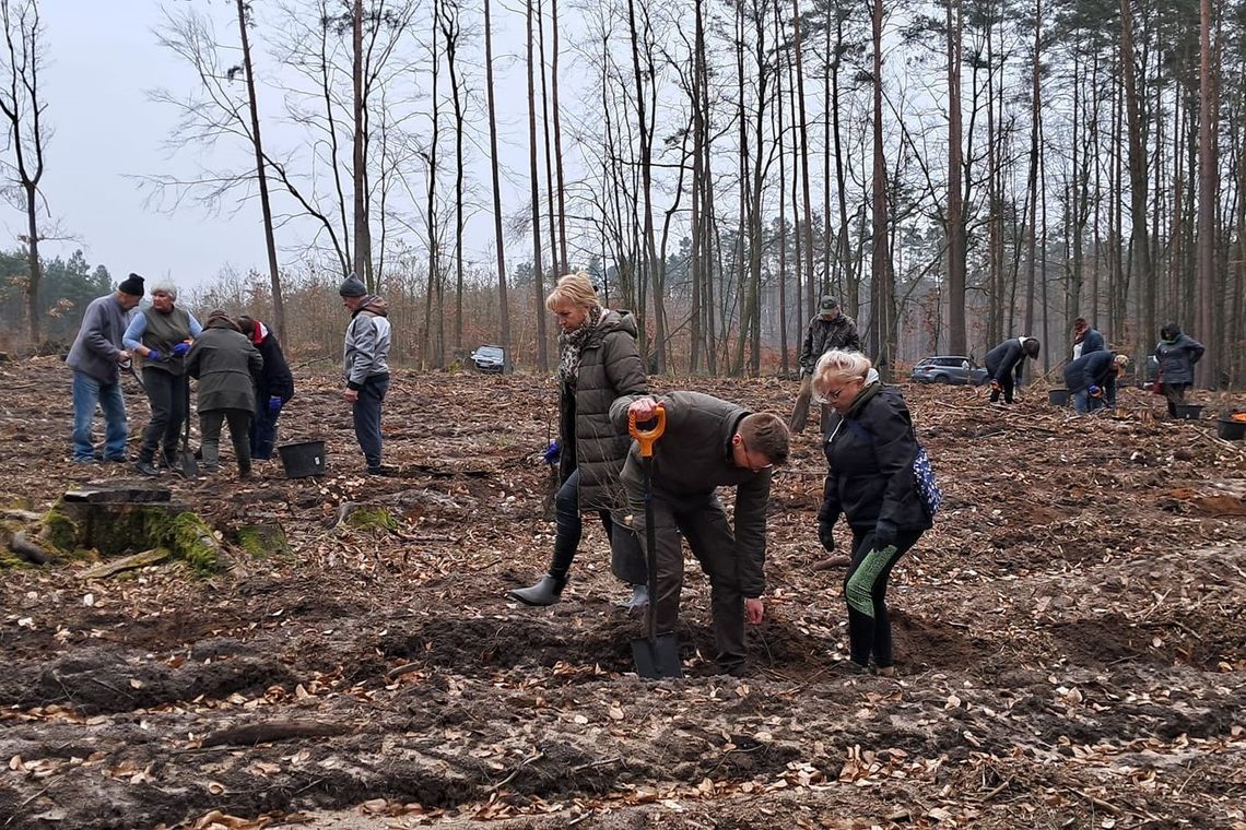 Akcja sadzenia lasu: Seniorzy z Gorzowa i Kłodawy włączają się do działania