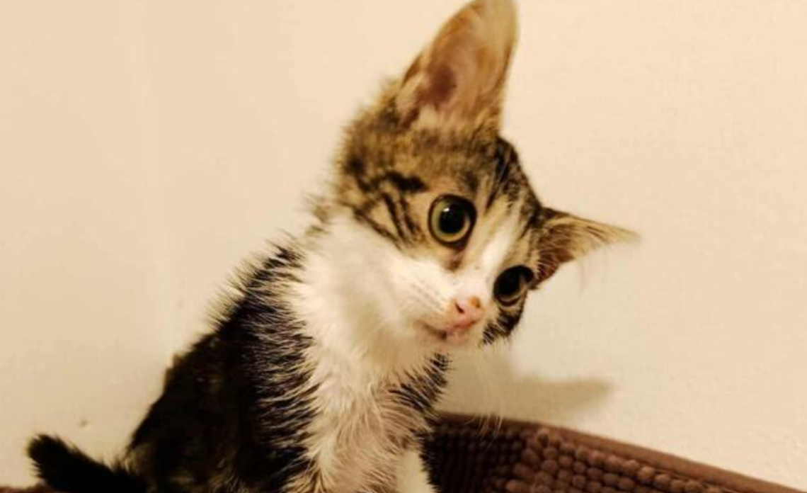 Anaconda walczy o 100 tysięcy złotych. Każda wpłata ma znaczenie Anaconda walczy o 100 tysięcy złotych. Każda wpłata ma znaczenie