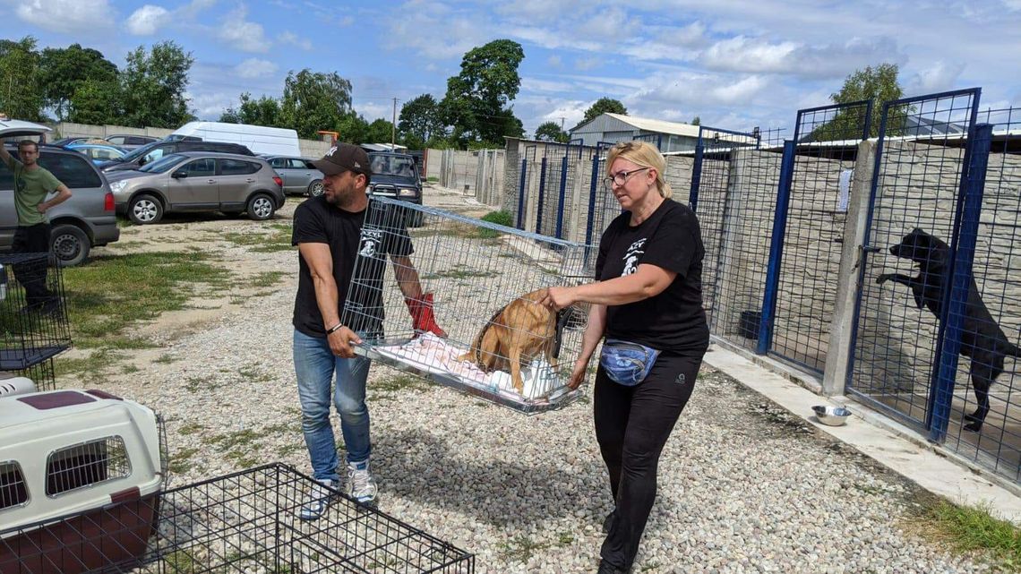 "Azylobus" ruszy na pomoc czworonogom?