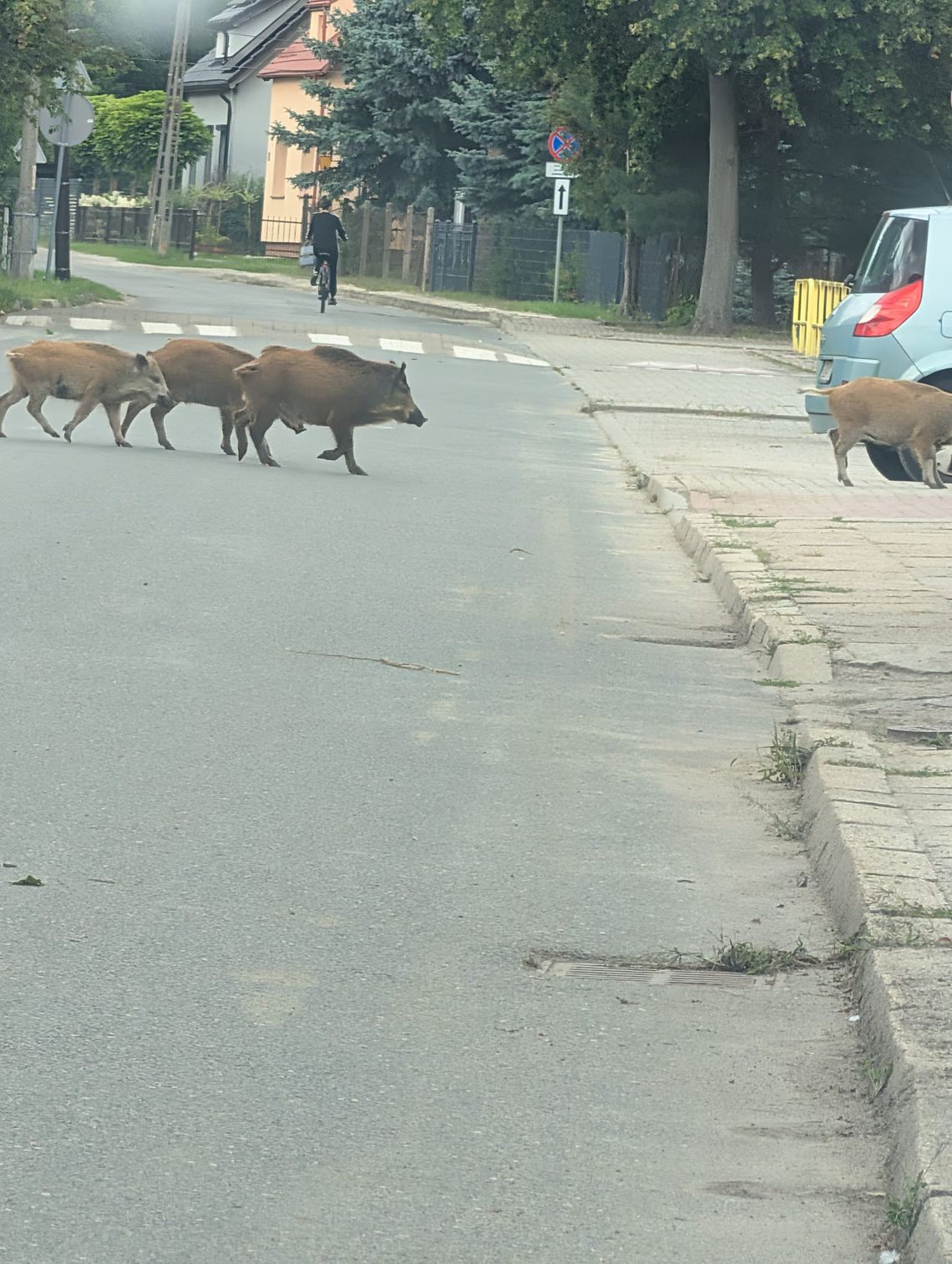 Cała wataha wyszła między domy. Mieszkańcy przecierali oczy ze zdumienia Cała wataha wyszła między domy. Mieszkańcy przecierali oczy ze zdumienia