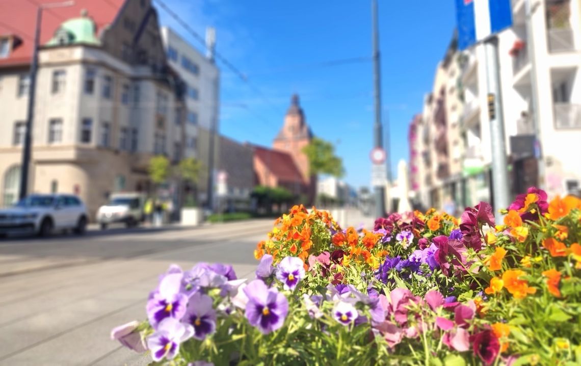 Centrum Gorzowa znów się zazieleni. W marcu ruszają wielkie nasadzenia