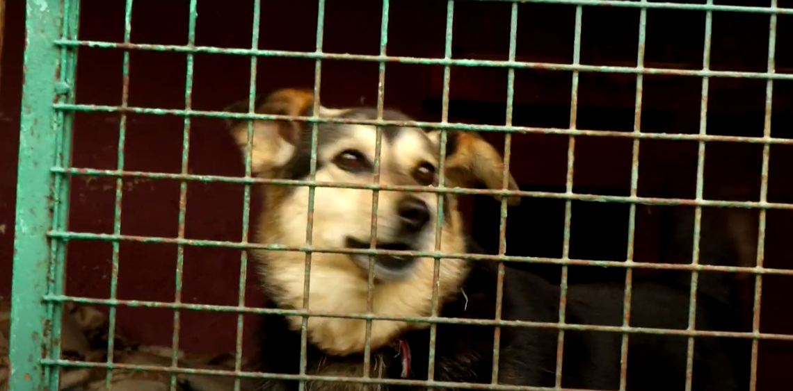 Dla niektórych to może być ostatnia zima. Adopcja może uratować życie Dla niektórych to może być ostatnia zima. Adopcja może uratować życie