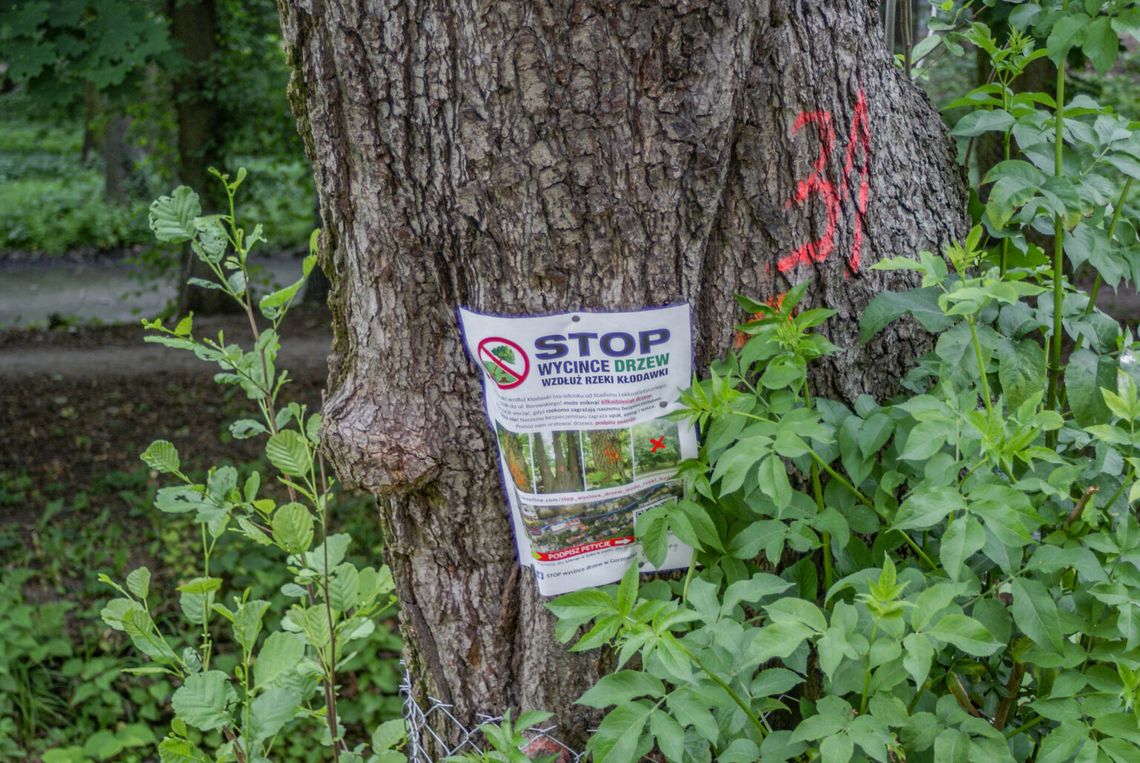 Drzewa wzdłuż Kłodawki idą pod topór