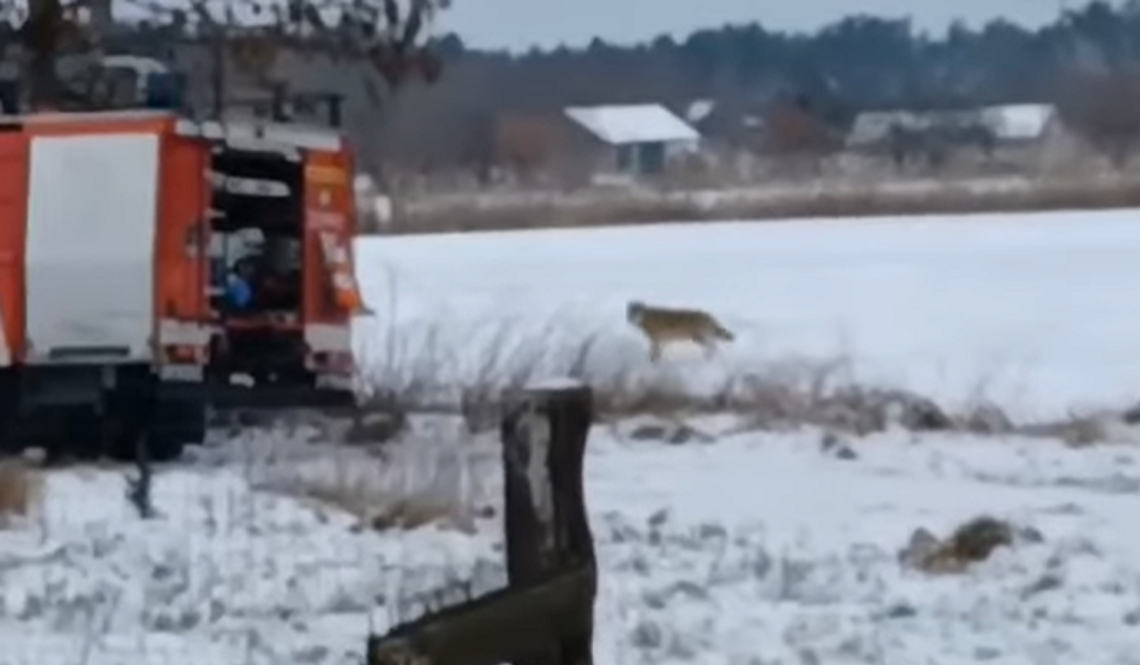 Dzikie spotkanie w okolicach Gorzowa. Wilk przebiegł obok wozu strażackiego