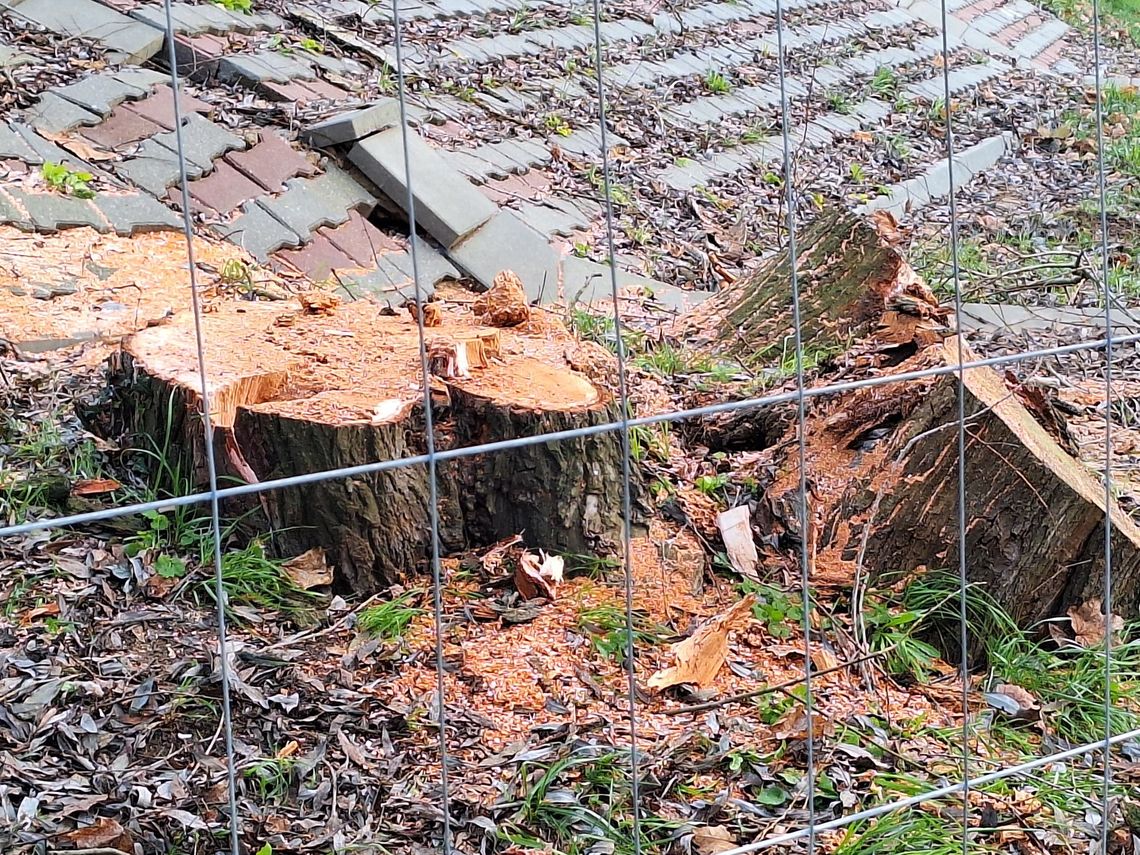 Gorzów. Drzewa nad Wartą poszły pod topór