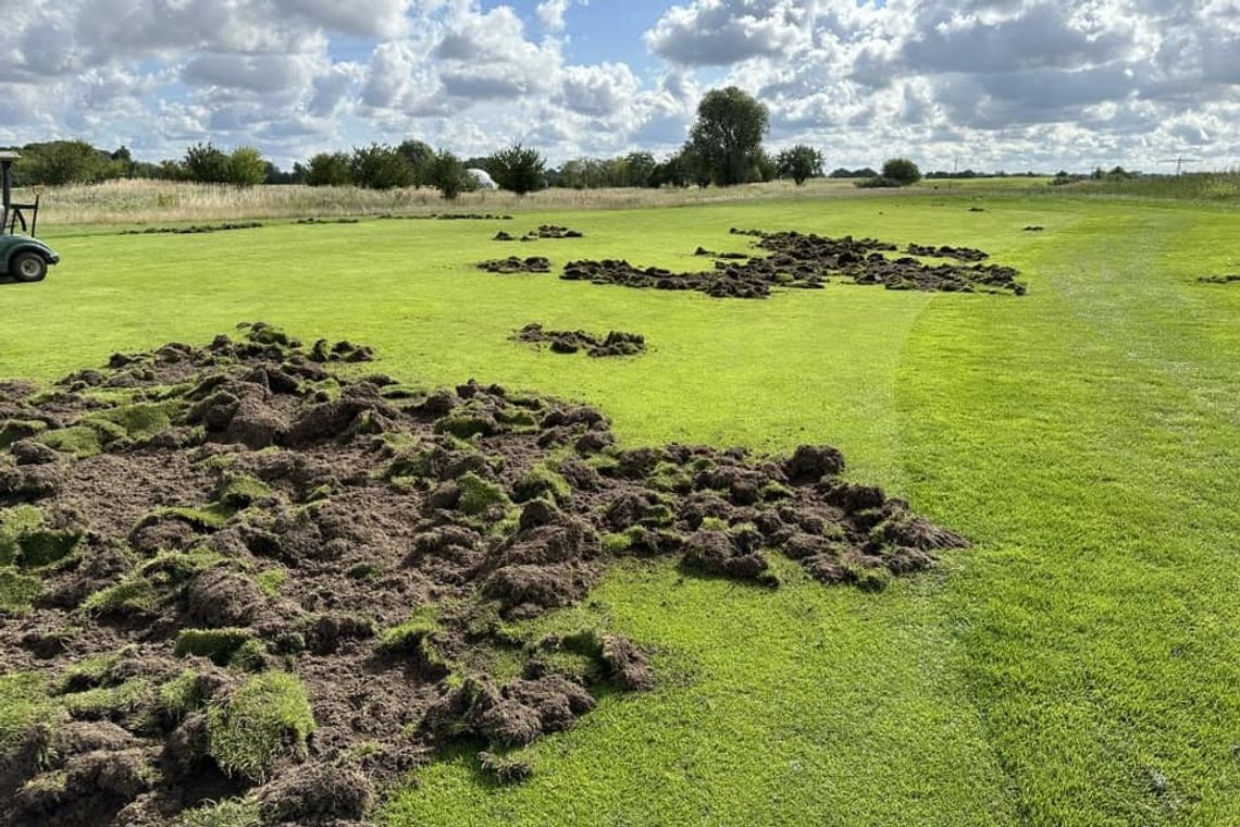 Gorzów. Dzicy intruzi na Polu Golfowym Zawarcie