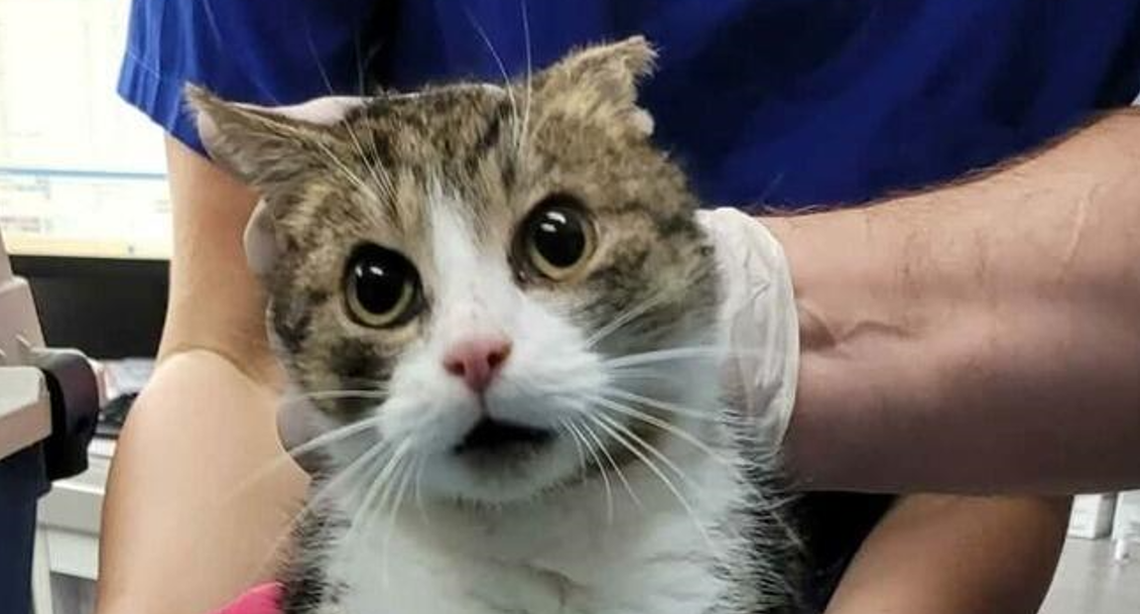 Gorzów: Kot znaleziony w stanie skrajnego wycieńczenia. Trwa walka o jego życie