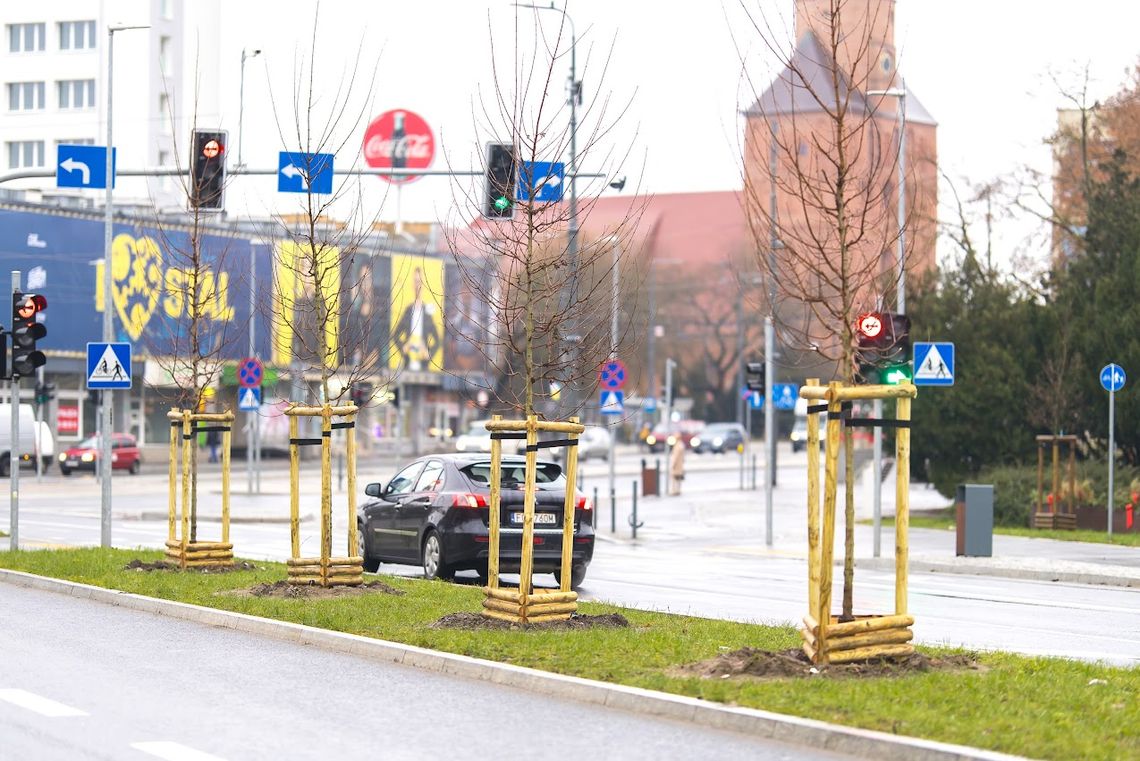 Gorzów staje się zieloną oazą? Ponad 160 nowych drzew na mapie miasta!