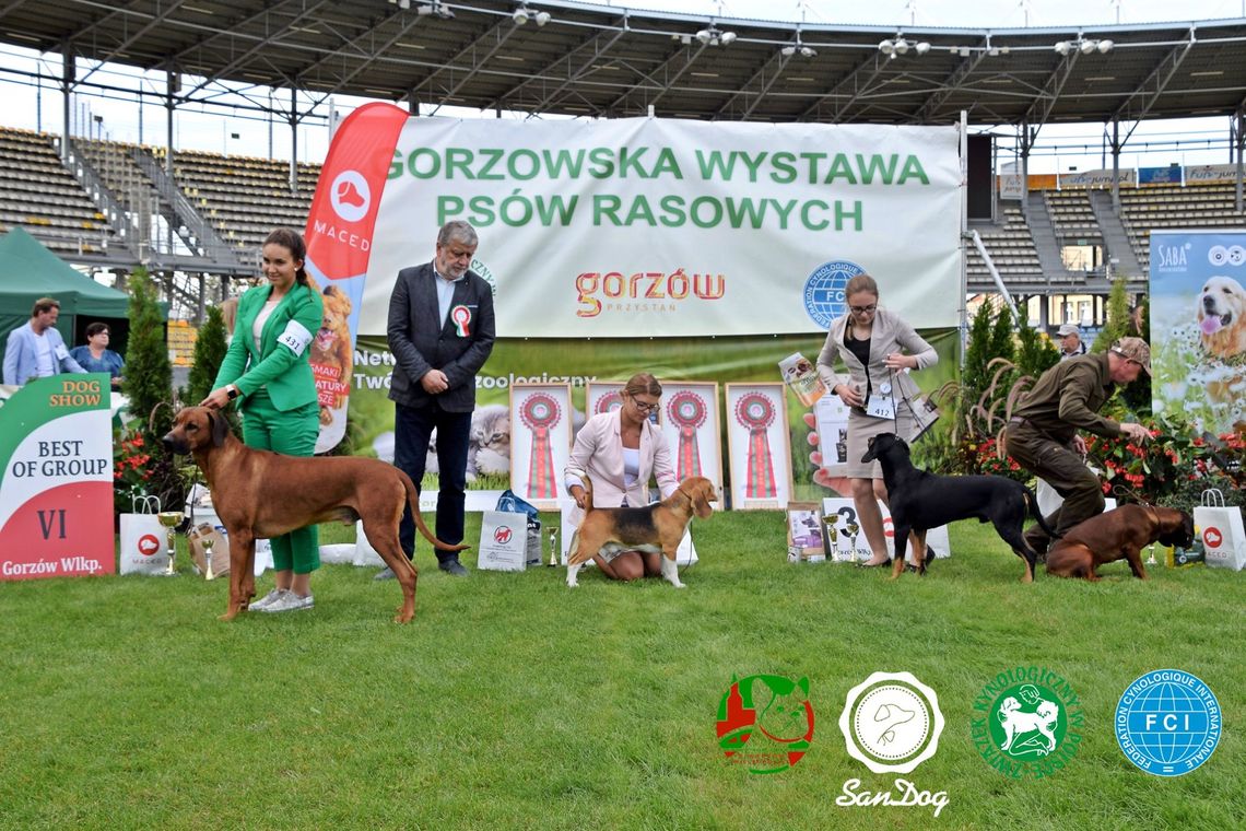 Gorzów. Tego wydarzenia nie może przegapić żaden miłośnik psów!