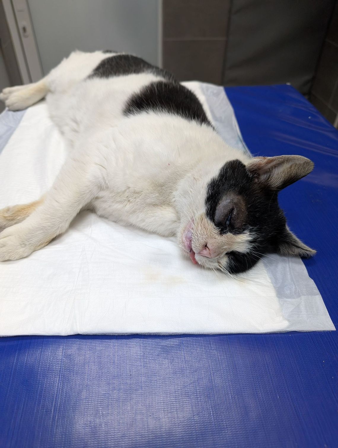 Kazimierka cudem przeżyła – teraz walczy o zdrowie i dom Kazimierka cudem przeżyła – teraz walczy o zdrowie i dom