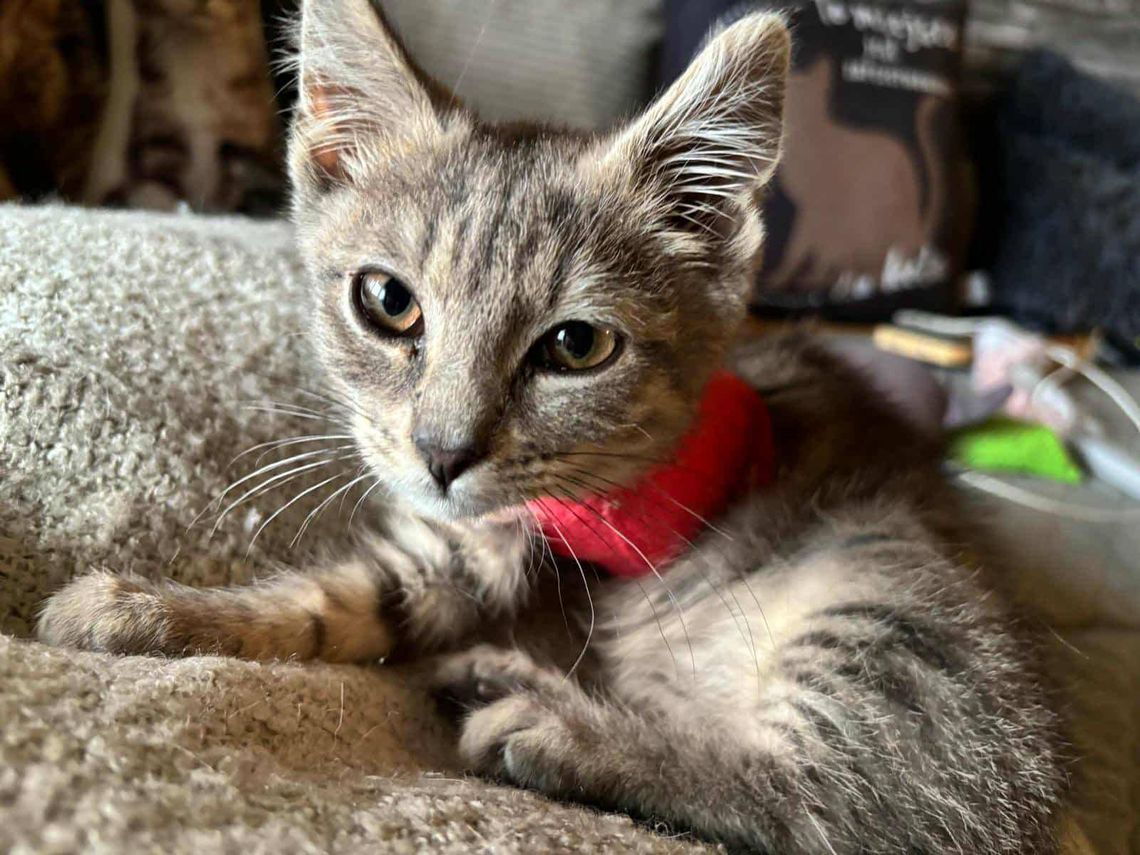 Kotek Łapka walczy o życie. Potrzebna jest pomoc Kotek Łapka walczy o życie. Potrzebna jest pomoc