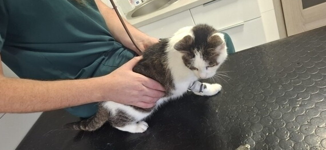 Kotka po 10 latach na ulicy znalazła schronienie. Teraz walczy o życie Kotka po 10 latach na ulicy znalazła schronienie. Teraz walczy o życie