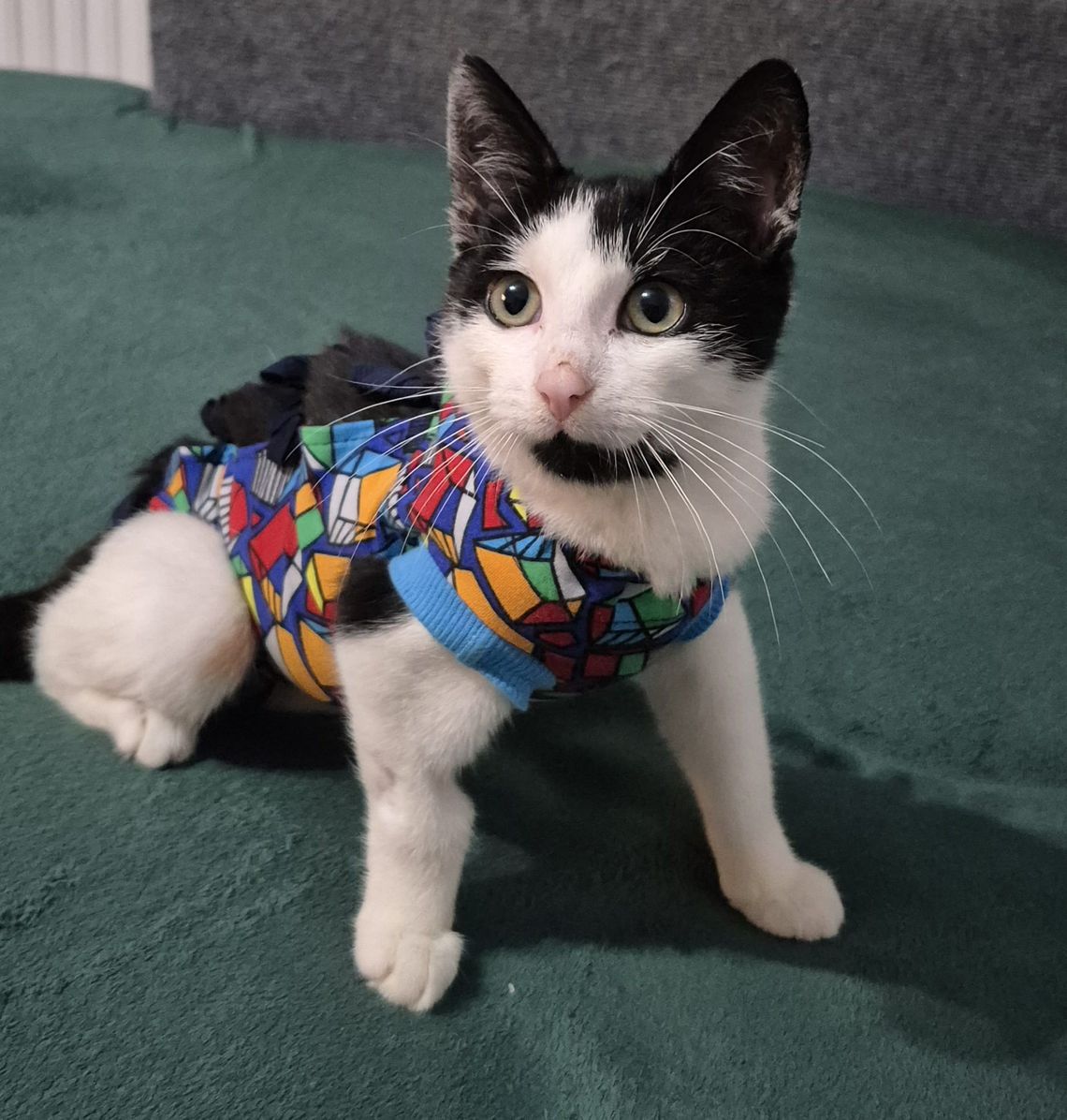 Leo – kot, który czołgał się o życie. Teraz potrzebuje naszej pomocy Leo – kot, który czołgał się o życie. Teraz potrzebuje naszej pomocy