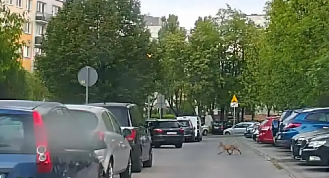 Lis na gorzowskim osiedlu. Mieszkańcy spotykają go coraz częściej