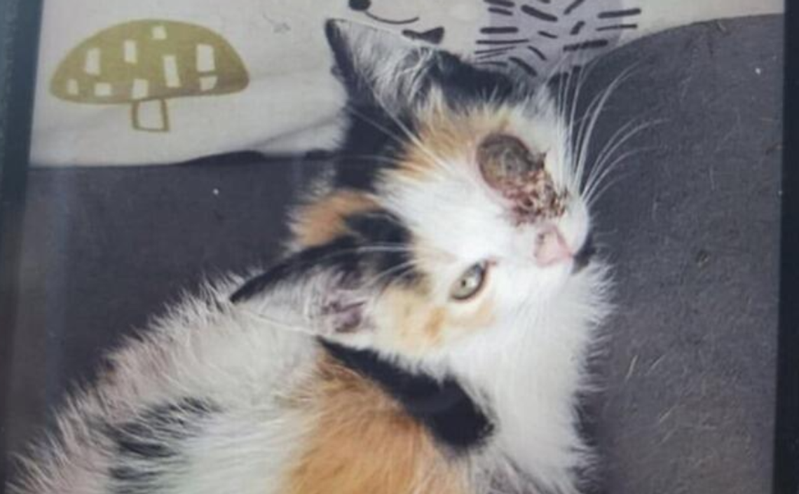 Malutki kociak walczy o życie. OTOZ Animals prosi o pomoc