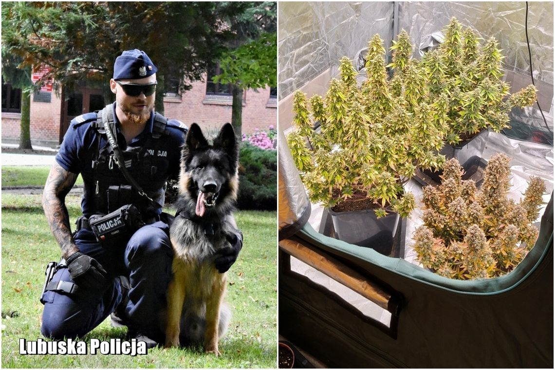 Marihuana i grzyby halucynogenne. Interwencja zakończona zarzutami Marihuana i grzyby halucynogenne. Interwencja zakończona zarzutami