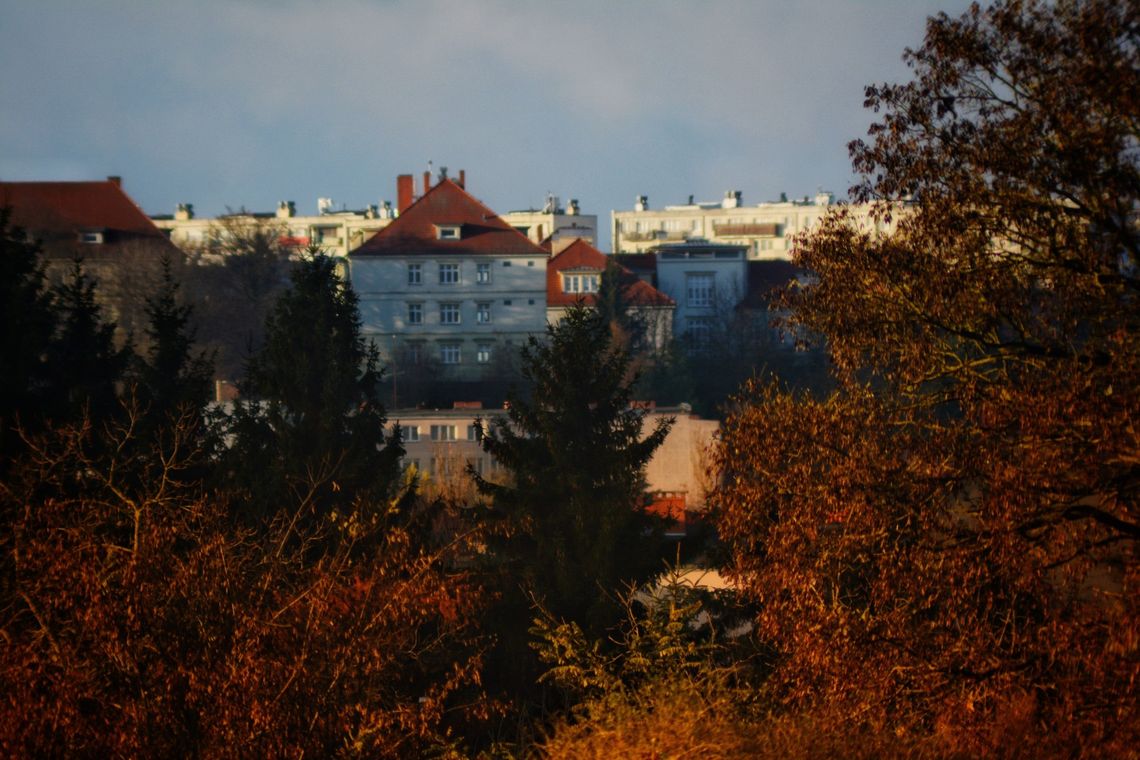 Martwe i niebezpieczne drzewa znikną z miasta. Trwa postępowanie przetargowe