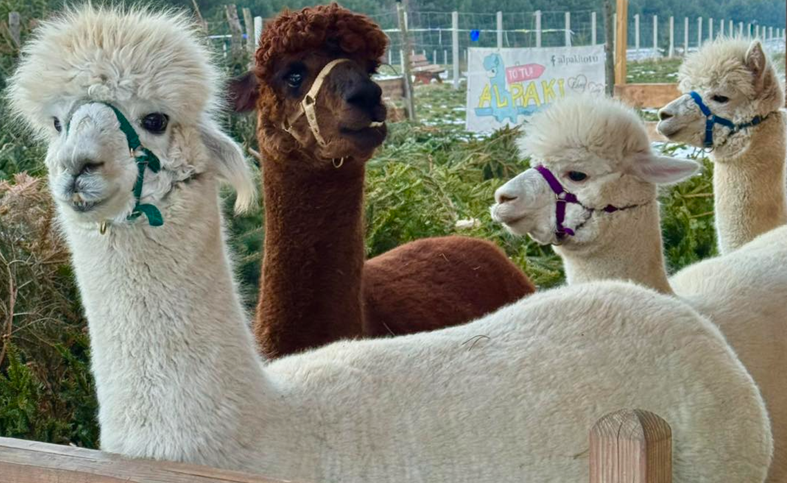 Masz żywą choinkę? W Gorzowie możesz ją oddać… alpakom