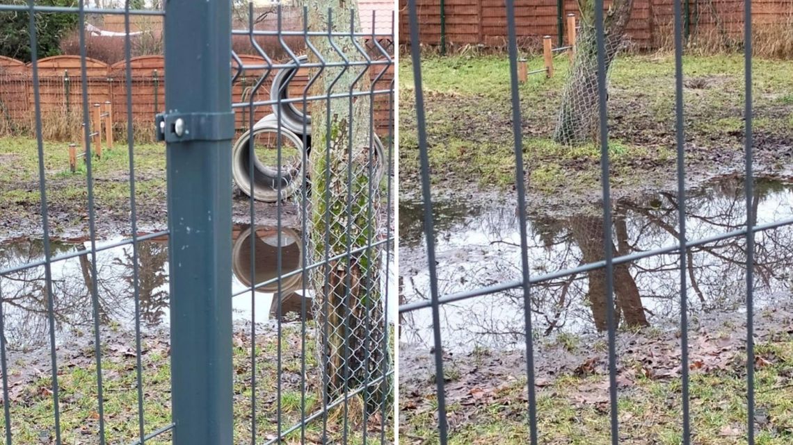 Miał być wybieg dla psów a jest „bajorko". Radna apeluje do prezydenta