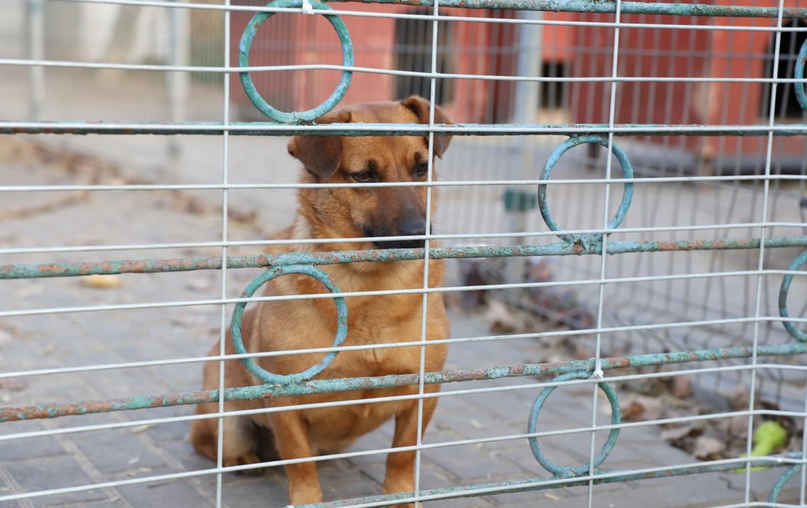 Miasto odpowiedziało w sprawie Azorków. Jest plan, ale na zmiany trzeba poczekać