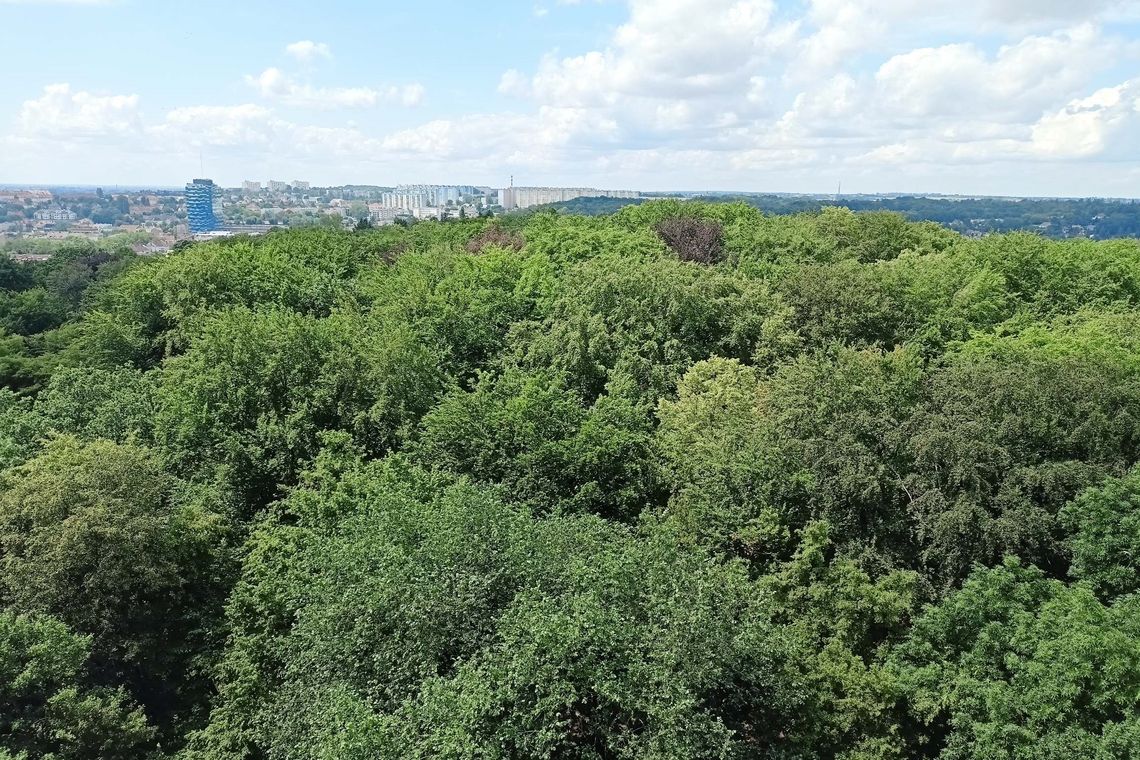 Miasto się zazieleni. Ambitny plan nasadzeń drzew